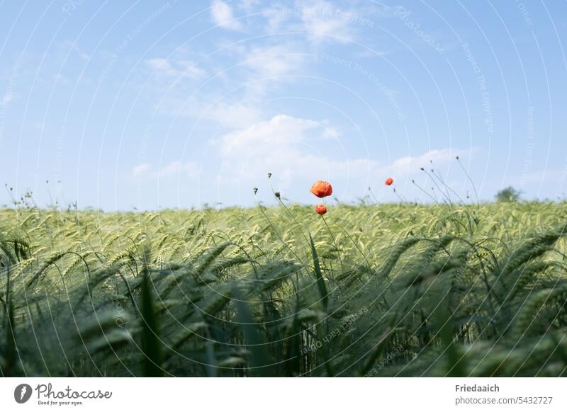 Einzelne Mohnblumen im Gerstenfeld und blauer Himmel mit weißen Wölkchen mohnblumen Getreidefeld Natur Landwirtschaft Pflanze Ackerbau Sommer Feld Nutzpflanze