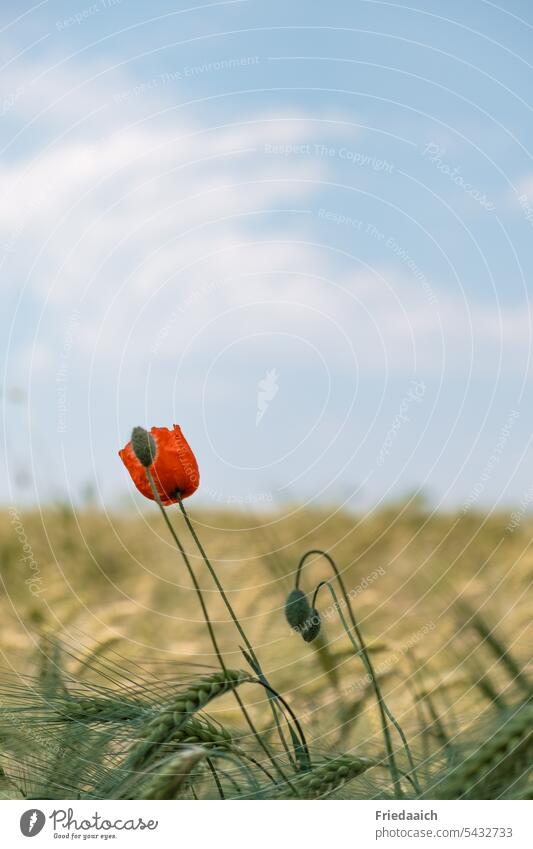 Rote Mohnblume im Gerstenfeld mit blauem Himmel Mohnblüte Klatschmohn rot roter mohn Getreide Pflanze Ernährung Landwirtschaft Umwelt Feld Sommer Landschaft