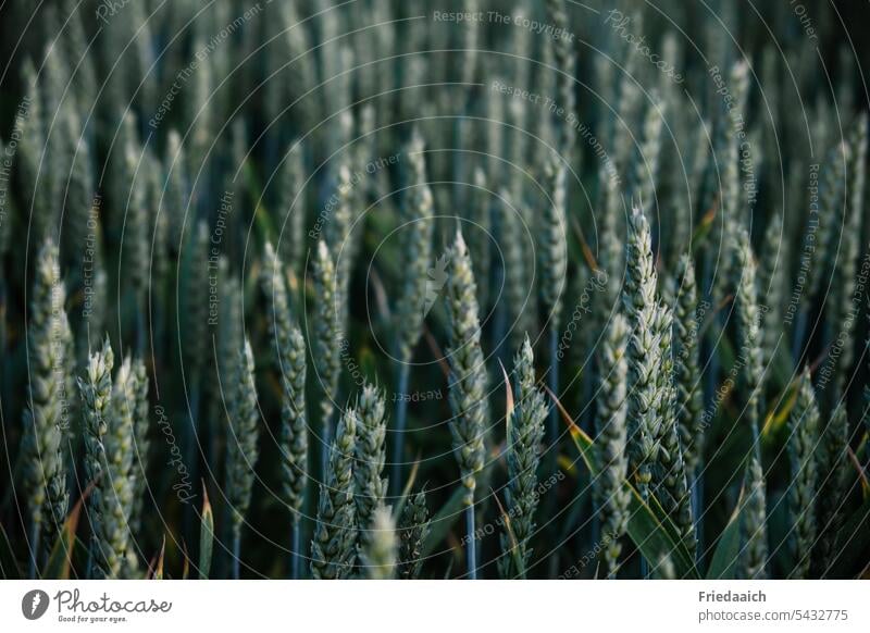 Grünes Weizenfeld Korn Feld Getreide Ähren Kornfeld Sommer Getreidefeld Nutzpflanze Landwirtschaft Ernährung Wachstum Ackerbau Pflanze Lebensmittel Natur Umwelt