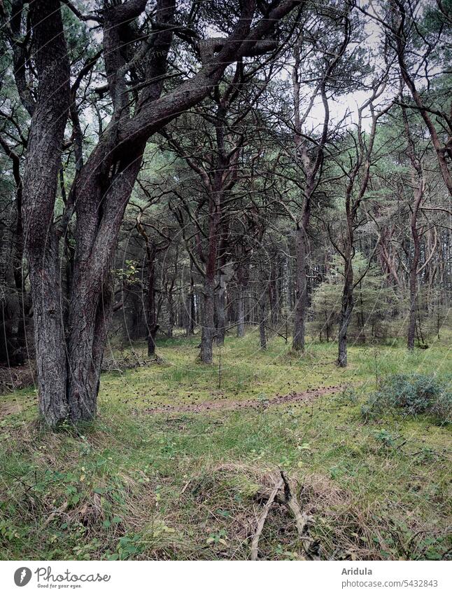 Märchenhafter Kiefernwald Wald Nadeln Baumstamm Nadelwald Waldboden düster Landschaft Menschenleer Äste und Zweige Verzweigung verschlungen verschlungene Äste