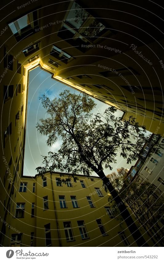 Vergessener Hinterhof Baum eng Froschperspektive Herbst Himmel Innenhof Perspektive Baumstamm Wolken Vorderseite Fassade Fensterfront Haus Wohnhaus Wohnhochhaus