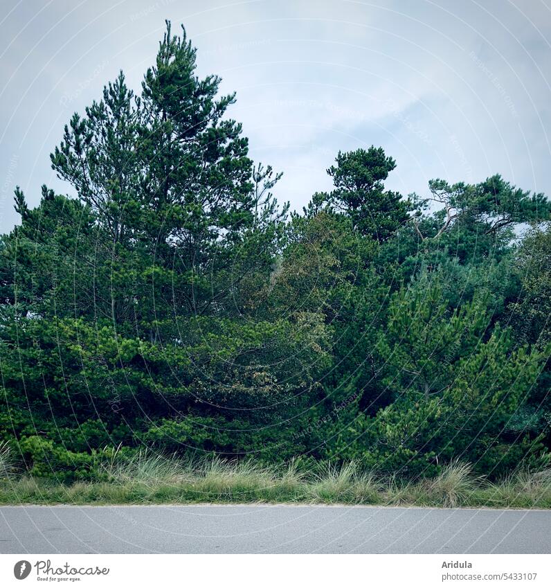 Kiefernwaldrand mit Straße Grün Wald Natur Landschaft Nadelwald Himmel Straßenrand