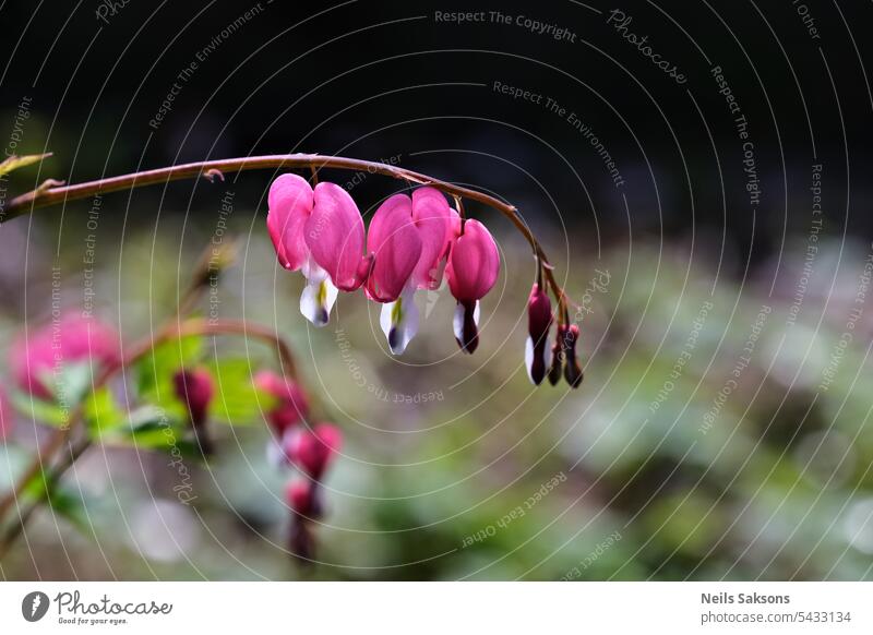 Dicentra spectabilis (Lamprocapnos) - blutendes Herz. Hintergrund schön Schönheit Blütezeit Überstrahlung Blühend botanisch Ast gebrochen Nahaufnahme Farbe