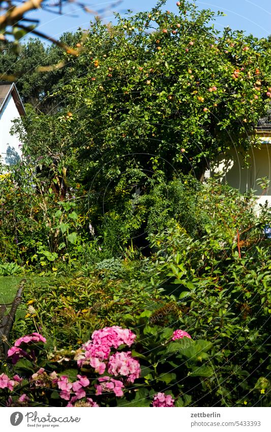 Apfelbaum (und andere Pflanzen) ast blühen blüte dunkel erholung ferien garten hecke himmel kleingarten kleingartenkolonie knospe korbblütler menschenleer