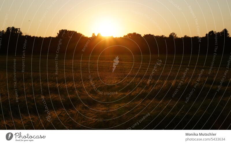 Heimat-ist mehr als nur ein Ort Sonnenuntergang Sonnenuntergangshimmel Sonnenuntergangsstimmung Himmel Dämmerung Abenddämmerung Außenaufnahme Stimmung