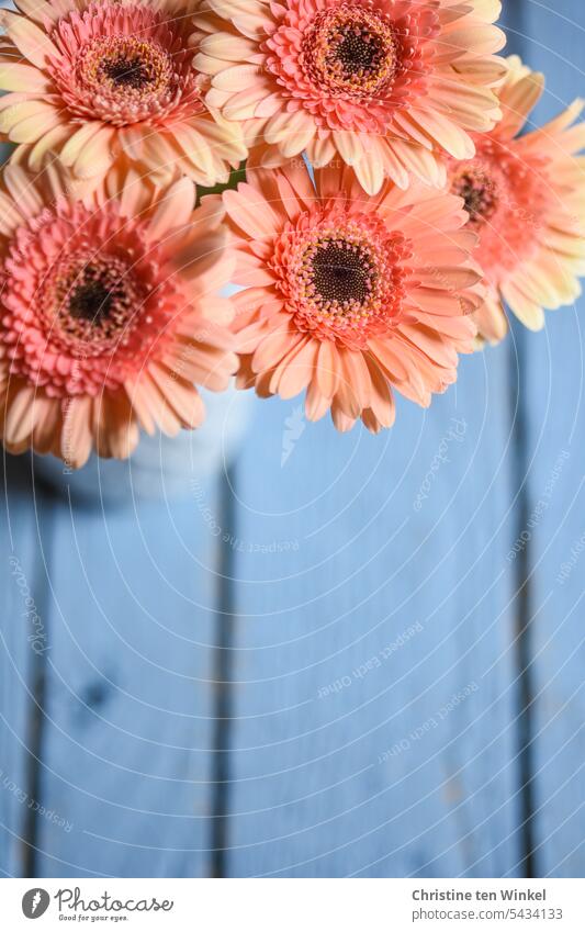 Blumengruß Gerbera orange orange Farbe hellblau hellblauer Hintergrund lachsfarben Blüten Blumenstrauß blühend blühende Blume schön Postkarte hell-blau