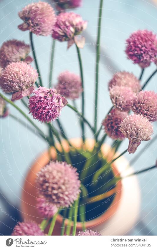 Schnittlauchblüten in einer Vase Blüten Schnittlauch Blüten Natur blühen natürlich violett kugelig kugelförmig Tageslicht Unschärfe natürliches Licht