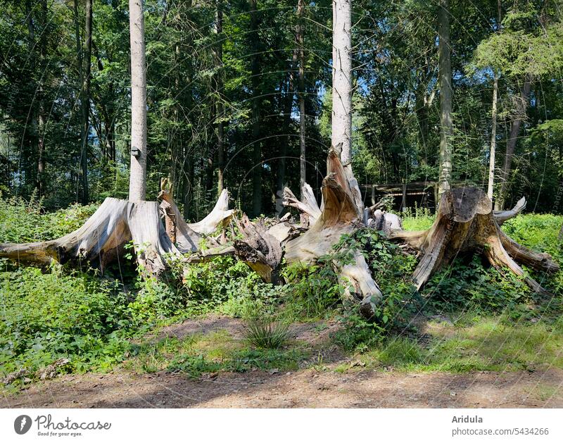 Entwurzelte Baumstümpfe im Wald No. 2 Holz Baumstamm Natur Forstwirtschaft Bäume Baumstumpf Wurzeln Abholzung