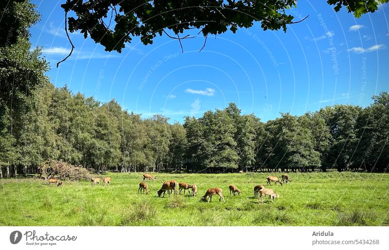 Hirsche äsen auf der grünen Wiese am Waldrand Hirschkuh Hirschkühe Natur Wildtier Tier wild Außenaufnahme Landschaft Schönes Wetter Reh Gras Wildpark Jagd Forst