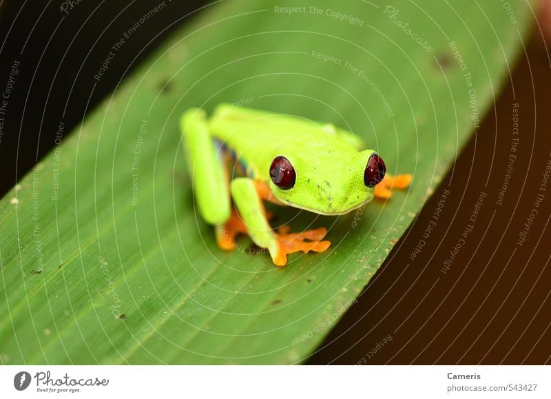 Rotäugiger Baumfrosch Abenteuer Natur Tier Blatt Urwald Wildtier Frosch 1 Freundlichkeit klein Neugier wild gelb grün rot friedlich Wachsamkeit Vorsicht