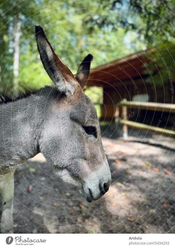 Tierportrait | Esel im Profil Tierporträt Auslauf freundlich grau Stall Sonnenlicht Ohren Haustier Nutztier Bauernhof Säugetier Natur