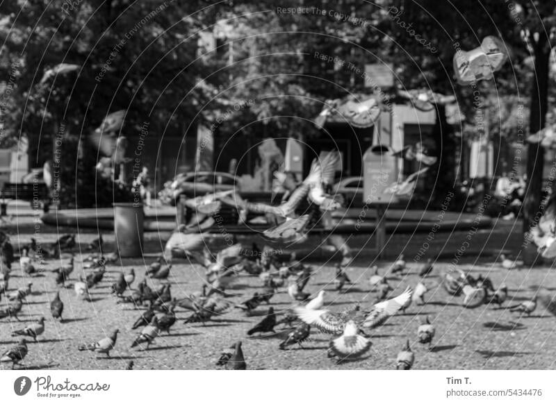 Tauben in Berlin Mitte Hausvogteiplatz bnw Sommer Außenaufnahme Hauptstadt Stadt Stadtzentrum Tag Menschenleer s/w Schwarzweißfoto Vögel