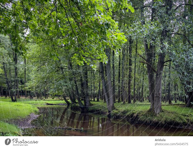 Sumpfiges Waldgebiet Wasser Bäume See Natur Landschaft Baum Ufer Seeufer Feuchtgebiet Umwelt ruhig Wasseroberfläche Idylle Ruhe