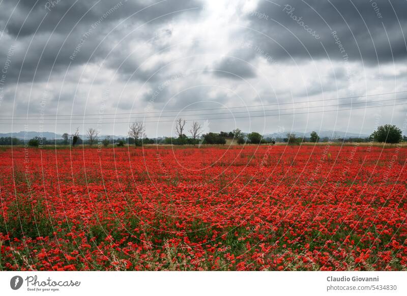 Mohnblumenfeld bei Tortona, Italien, im Juni Alessandria Europa Piemonte Rivalta Wissenswertes Ackerbau Farbe Land Tag Feld Blume Landschaft Natur Fotografie