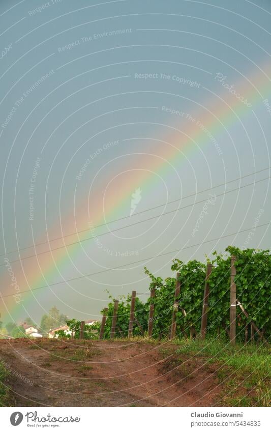 Weinberge von Monferrato bei Gavi, Italien Alessandria Europa Juni Novi Ligure Piemonte UNESCO-Weltkulturerbe Ackerbau Farbe Land Tag Bauernhof Feld Hügel Haus