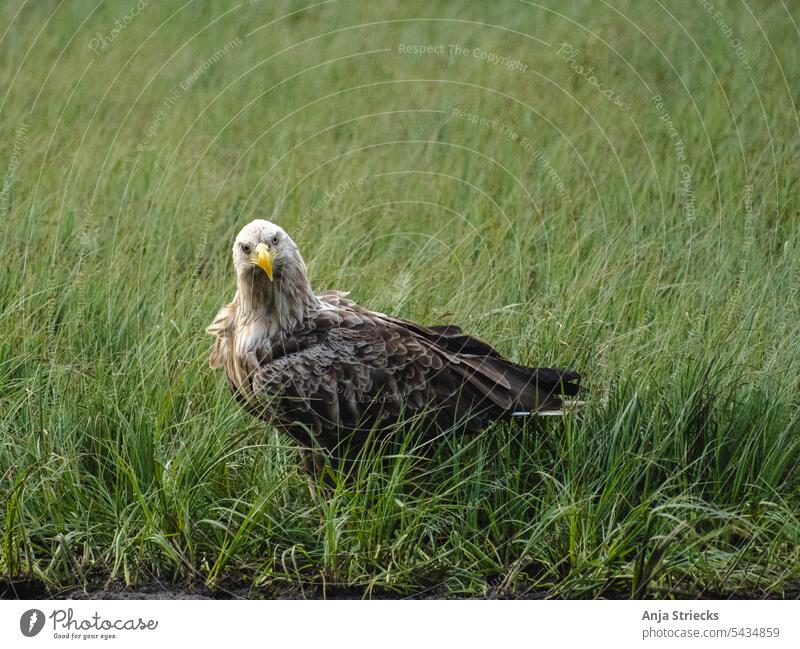 Adler im Gras in Finnland Seeadler Adleraugen Greifvogel Natur Naturerlebnis Schnabel Tierporträt Vogel Vogelbeobachtung Tiergesicht Außenaufnahme