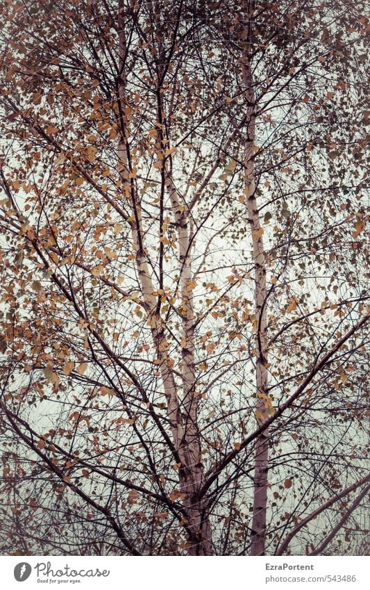 bereza Umwelt Natur Landschaft Pflanze Himmel Sonne Sonnenlicht Herbst Klima Wetter Baum Blatt Garten Park Wald Holz leuchten ästhetisch schön gelb orange weiß