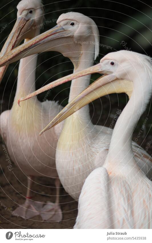 Peli Peli Pelikan Rosa Farbe Pelikane Park watscheln Stress Eifersucht tiere Vögel Gefieder Schnabel langer Hals schöne beine