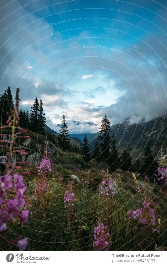 Blumen mit Bergen im Hintergrund Wolken Himmel Wolkenhimmel Gebirge Berge u. Gebirge Außenaufnahme Landschaft Menschenleer Farbfoto Natur Alpen Tag blau grau