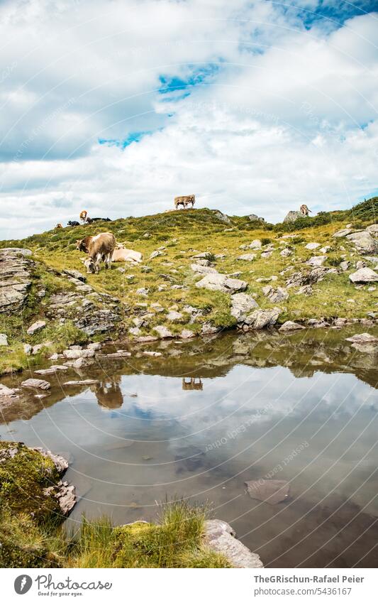 See mit Kuh und Spiegelung Bergsee Berge u. Gebirge Natur Landschaft Außenaufnahme Farbfoto Ferien & Urlaub & Reisen Reflexion & Spiegelung Wolken Alpen Ausflug