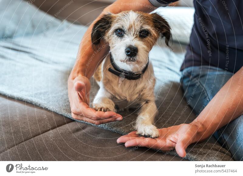 Ein Mann umarmt einen kleinen Terrier Hund Haustier Tier Tierliebe Tiergesicht Tierporträt Umarmen Freundschaft Zusammenhalt zuhause Couch pfote geben Tag