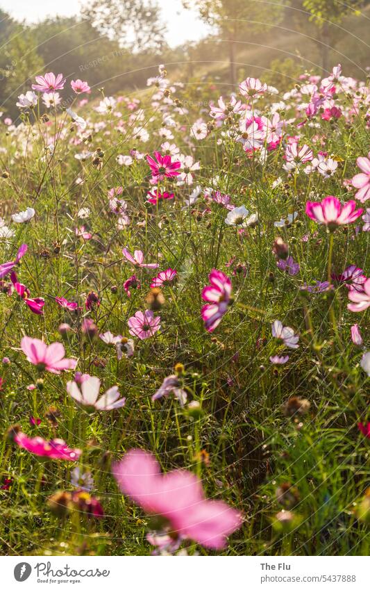 Wildblumenwiese im Morgenlicht Wiese blühen Natur Sommer natürlich Blüte Pflanze Blume Blumenwiese Blühend Wildpflanze Wiesenblume Umwelt Außenaufnahme Farbfoto