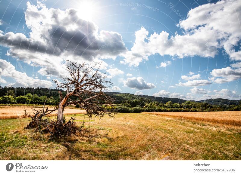 windschief Baum Bäume Wald Sonnenstern Wolken Himmel Farbfoto Idylle idyllisch Ernte Ackerbau Nutzpflanze Pflanze Umwelt Landschaft Kornfeld Natur