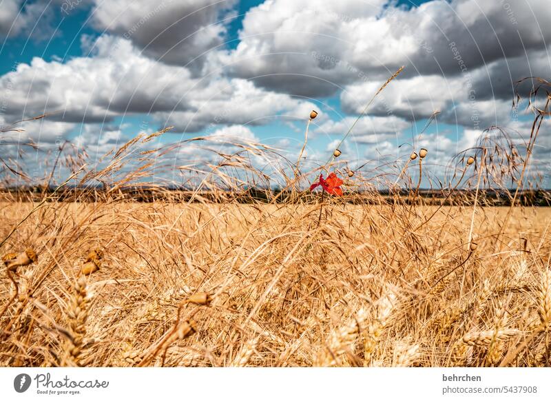 einzelstück Wolken Himmel Farbfoto ökologisch Idylle idyllisch Ackerbau Ernte Pflanze Nutzpflanze Umwelt Landschaft Menschenleer Lebensmittel Korn Kornfeld