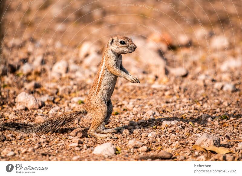 kleingeist beobachten niedlich Tierliebe Ferien & Urlaub & Reisen Wildnis Afrika Fernweh Wildtier besonders Tierschutz aufmerksam etosha national park