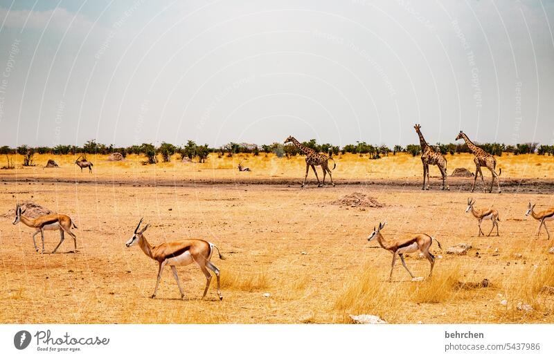 tiergeschichten Giraffe Himmel Wärme traumhaft besonders Natur beeindruckend magisch Abenteuer Freiheit Ferien & Urlaub & Reisen Landschaft Afrika Sand weite