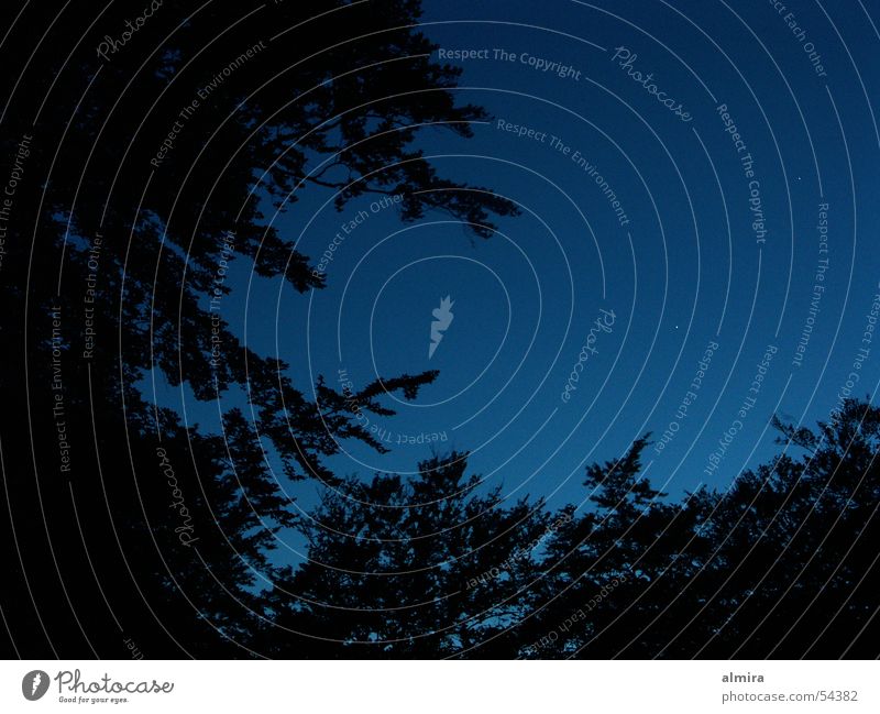 sternenhimmel Nacht Wald Buche ruhig dunkel schlafen schwarz blau Himmel romatik warten Abend tief