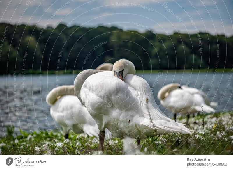 Weißer Schwan am Decksteiner Weiher Vogelaufnahme Grüngürtel Köln Grüne Lunge von Köln Revier Nahaufnahme Teleaufnahme Höckerschwan Entenfang Wildlife