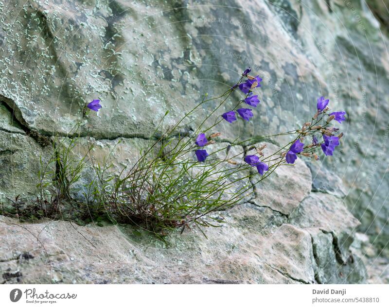 Blume zwischen Felsen im Nationalpark Plitbivr-Seen, Kroatien. Dieses Foto wurde im Juli 2023 aufgenommen. schön Schönheit Blütezeit Überstrahlung blau Botanik