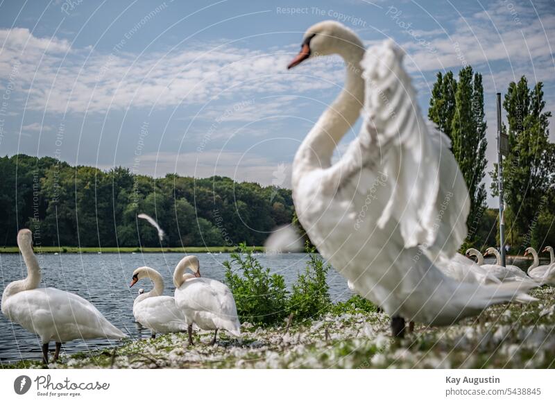 Weiße Schwäne am Decksteiner Weiher Grüngürtel Grüne Lunge von Köln Flügelschlag Aufrecht Natur Landschaft Park Gras Weißer Schwan Vogelaufnahme Revier