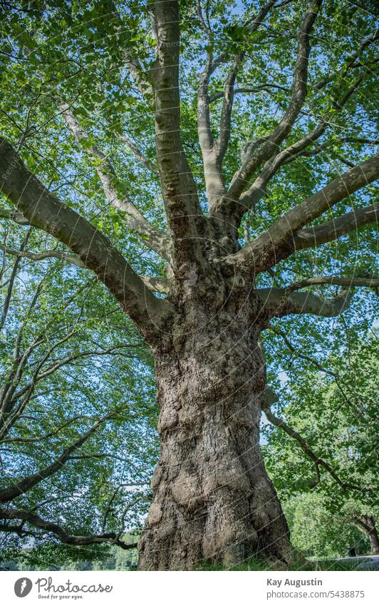 Astverzweigung am Ahornbaum Baum Baumrinde Laubbaum Sommer Natur Botanik Flora Baumstamm Baumkrone Naturerlebnis Naturschutzgebiet Zweige u. Äste Naturliebe