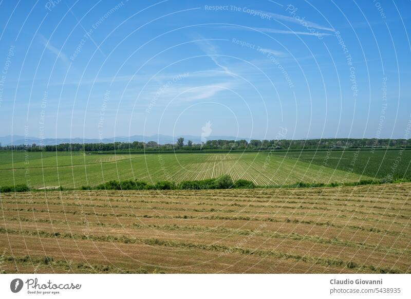 Ländliche Landschaft bei San Rocco al Porto, Lodi, Italien Europa Juni Lombardei Ackerbau Farbe Tag Feld Natur Fotografie ländlich Sommer reisen