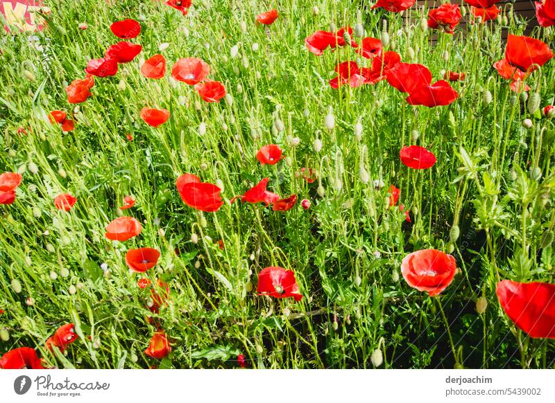 Jeder Tag ist Mohnblumen Tag Mohnblumenfeld Blüte Außenaufnahme rot Natur Blume Mohnblüte Menschenleer Farbfoto Klatschmohn Feld Mohnfeld Sommer Pflanze