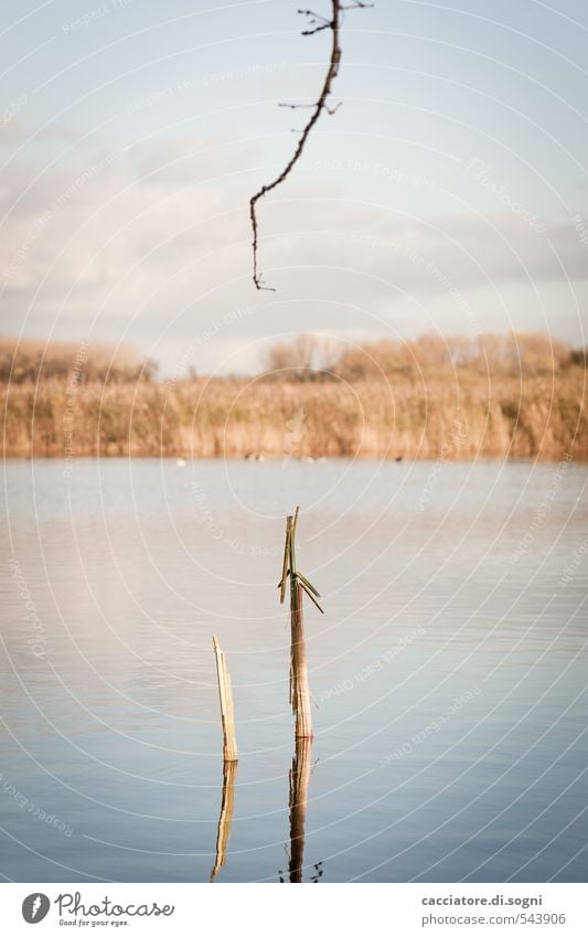 Am See Natur Landschaft Wasser Himmel Herbst Schönes Wetter Pflanze Zweig Seeufer Teich Linie dünn einfach lang lustig natürlich blau braun ruhig Neugier