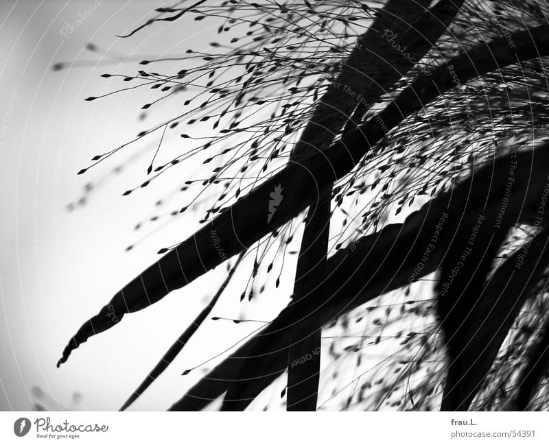 schwarze Gräser Gras Blatt Gegenlicht zart Kraft grau Schwarzweißfoto Natur Himmel