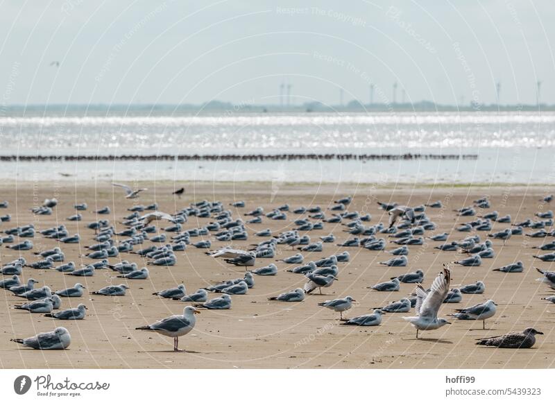 Möwen rasten am Strand bei Ebbe Möwenvögel Schwarm Tiergruppe Meer sitzen ausruhen Vogelzug Feder Wildtier Sand Horizont Küste Wattenmeer Nordseeküste