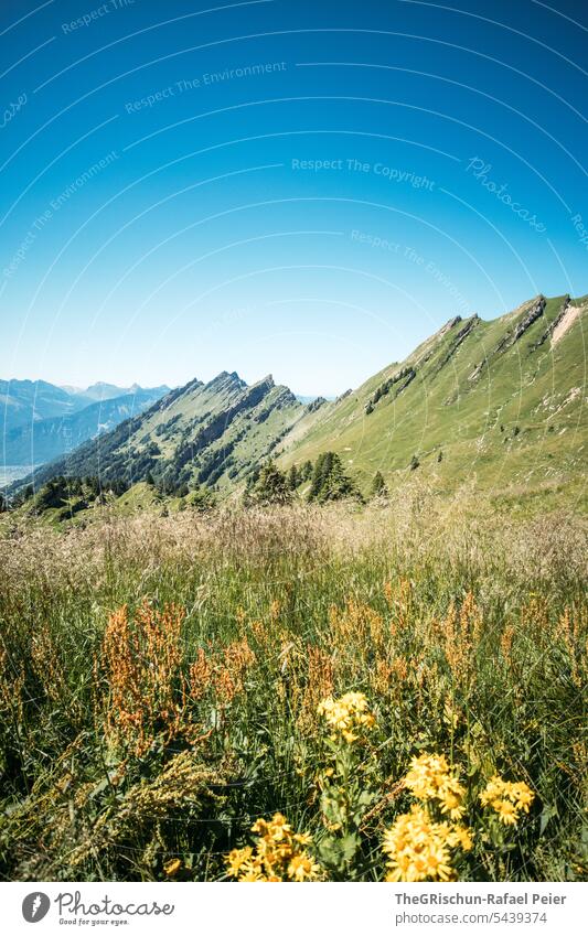 Bergkette mit Blumen im Vordergrund und blauem Himmel Wanderung Schweiz Berge u. Gebirge Alpen Panorama (Aussicht) Natur Landschaft Tourismus laufen wandern