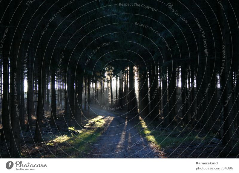 Herbstwaldlicht Wald dunkel Licht Physik Fußweg Gegenlicht grell Ferne nah Momentaufnahme Eckenhagen Tillkausen Bergisches Land Sauerland Holzmehl hell Wärme