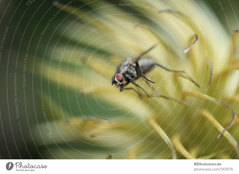 er soll endlich starten Natur Tier Pflanze Blume fliegen Umwelt Insekt Blüte Fliege Farbfoto Außenaufnahme Makroaufnahme Schwache Tiefenschärfe Tierporträt