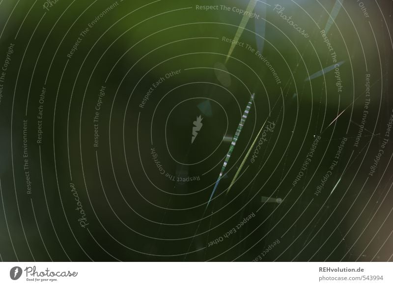 Fäden Umwelt Natur Pflanze Tier Grünpflanze Netz Spinnennetz Nähgarn wenige Farbfoto Gedeckte Farben Außenaufnahme Hintergrund neutral Tag