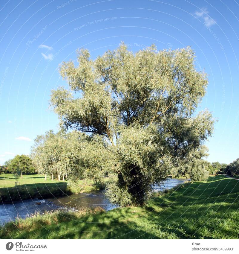 Baum Land Fluss Himmel Vechte Natur Landschaft Umwelt sonnig Schatten Wiese Flussufer Wasser Bäume gesund Wölkchen frisch