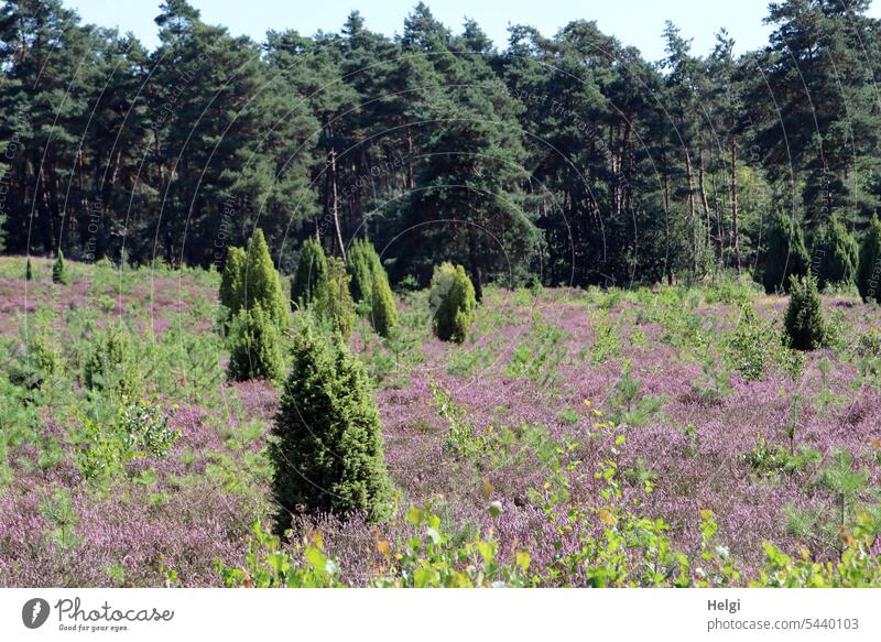 Wacholderhain Merzen III Heide Heidekraut Heideblüte Sommer Baum Strauch Himmel Landschaft Natur Umwelt natürlich blühend Besenheide Heidestimmung Heidestrauch