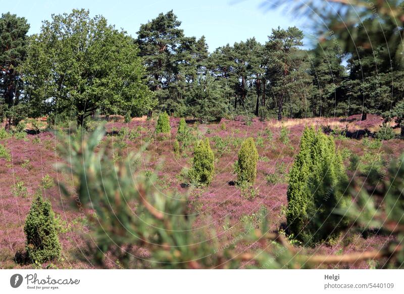 Wacholderhain Merzen IV Heide Heideblüte Heidekraut Erika Sommer Baum Strauch Kiefer Kieferzweig Himmel Landschaft Natur Umwelt blühen natürlich Besenheide