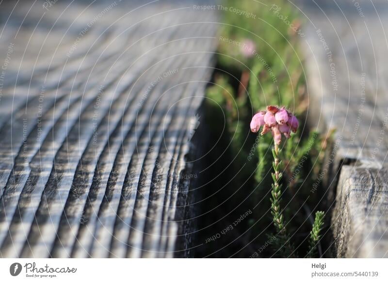 einsame blühende Glockenheide zwischen Holzbohlen am Moorsteg Heide Heideblüte Blüte Pflanze Holzbohlenweg Natur Heidekraut natürlich rosa allein Holzstruktur