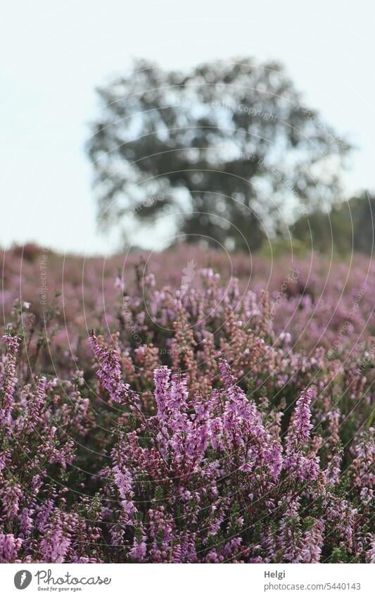 Heideblüte im Neustädter Moor Heidekraut Moorlandschaft Besenheide Baum Himmel Landschaft Natur Umwelt Nahaufnahme blühen wachsen Sommer natürlich lila