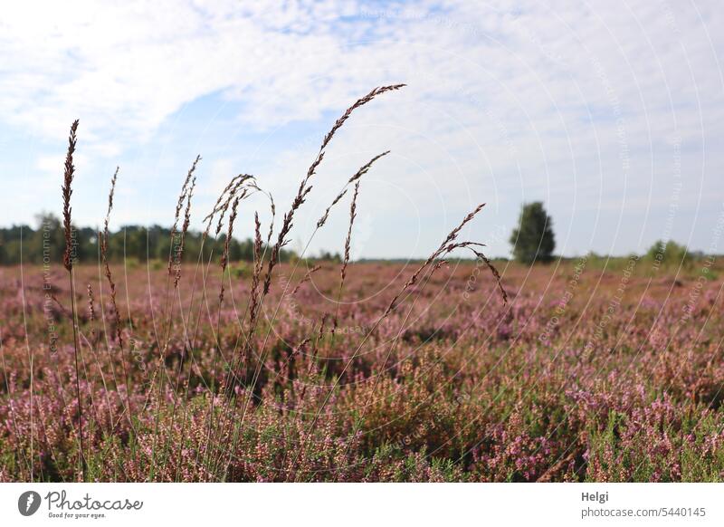 Heidelandschaft mit blühender Heide, Moorhexe (Grashalme), Sträuchern und Himmel mit Wolken Heidekraut Heideblüte Moorlandschaft Erika Calluna Besenheide Baum